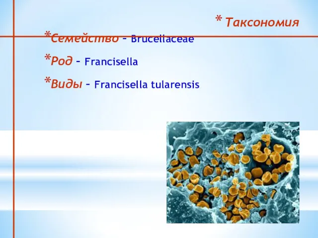 Таксономия Семейство – Brucellaceae Род – Francisella Виды – Francisella tularensis