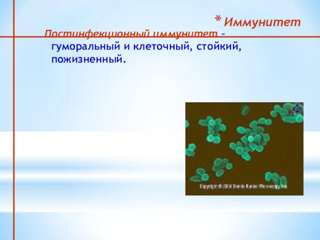 Иммунитет Постинфекционный иммунитет – гуморальный и клеточный, стойкий, пожизненный.