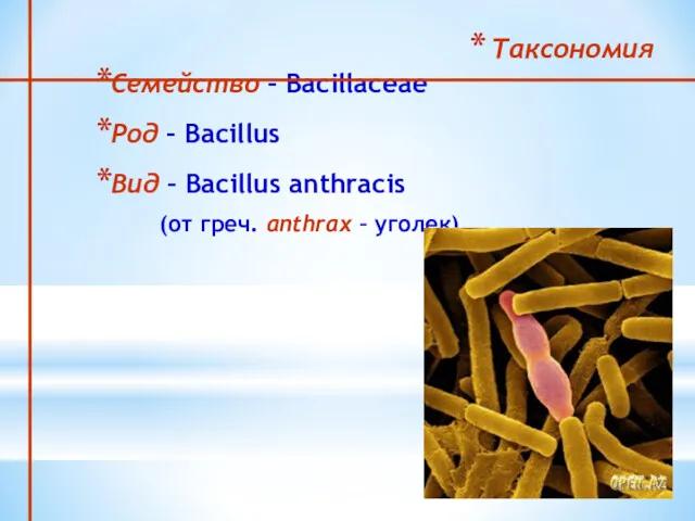 Таксономия Семейство – Bacillaceae Род – Bacillus Вид – Bacillus anthracis (от греч. аnthrax – уголек)