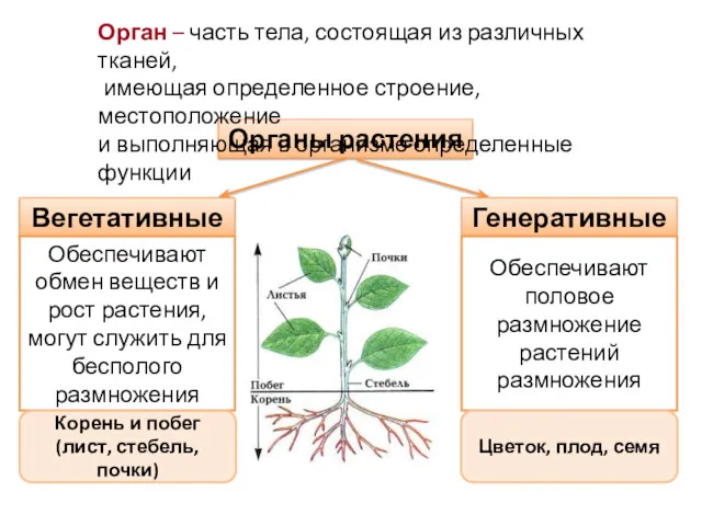 Органы растения Генеративные Вегетативные Орган – часть тела, состоящая из