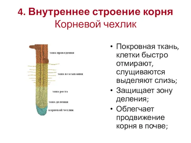 4. Внутреннее строение корня Корневой чехлик Покровная ткань, клетки быстро