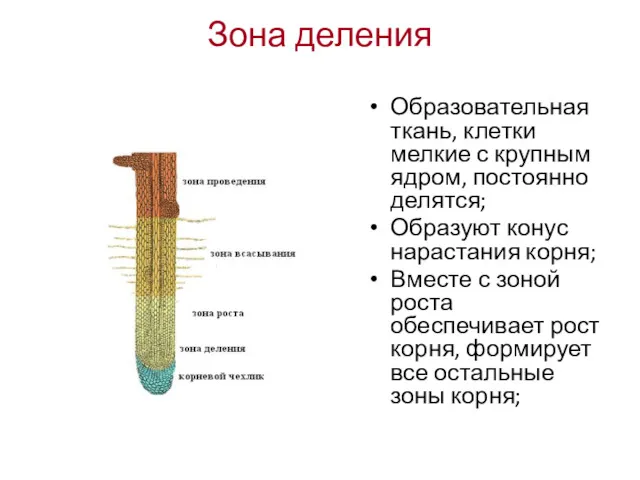 Зона деления Образовательная ткань, клетки мелкие с крупным ядром, постоянно