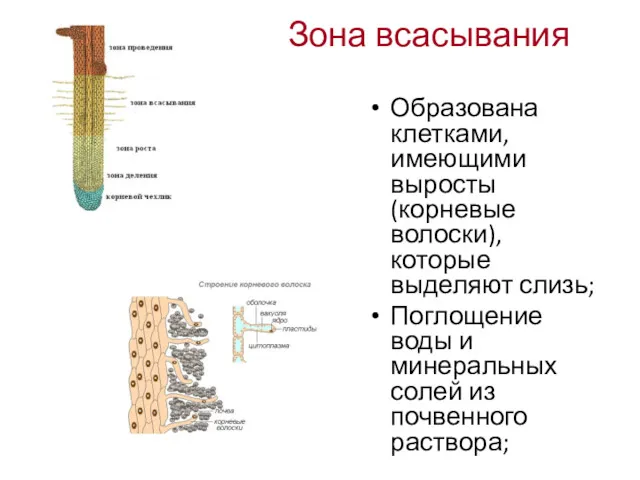 Зона всасывания Образована клетками, имеющими выросты (корневые волоски), которые выделяют