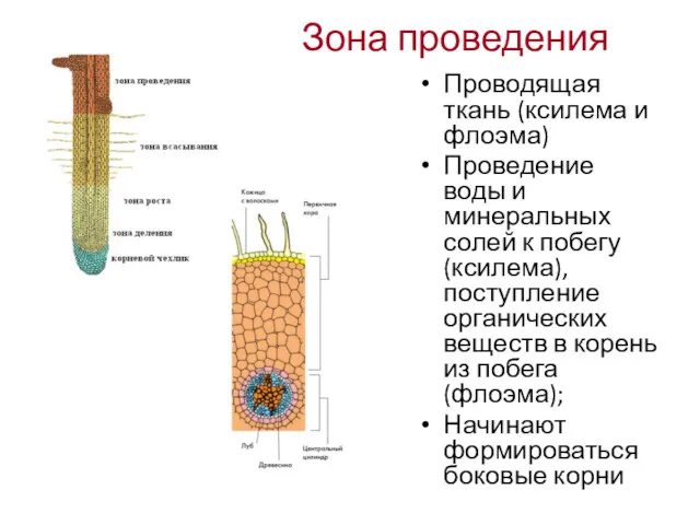 Зона проведения Проводящая ткань (ксилема и флоэма) Проведение воды и