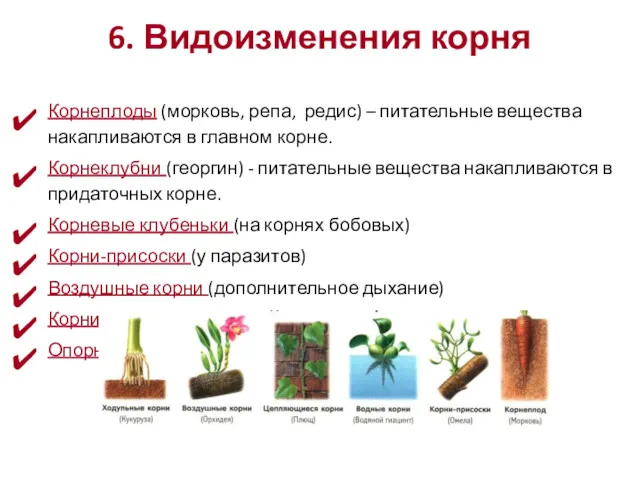 6. Видоизменения корня Корнеплоды (морковь, репа, редис) – питательные вещества