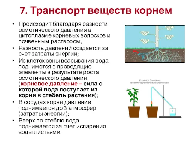 7. Транспорт веществ корнем Происходит благодаря разности осмотического давления в