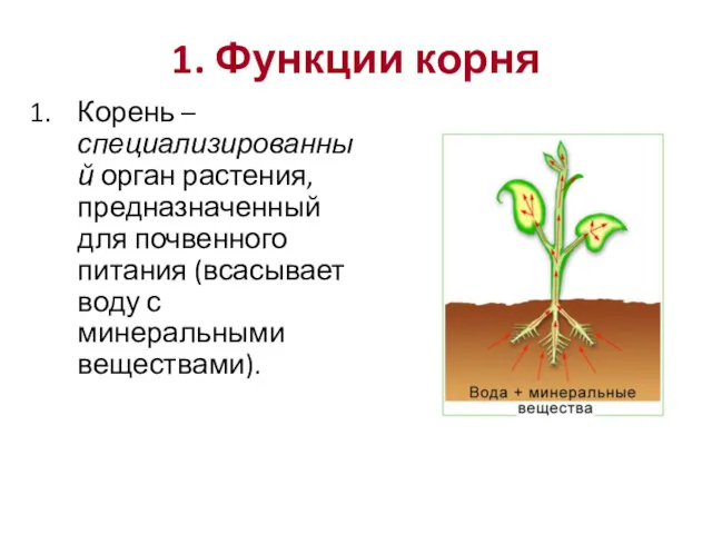 1. Функции корня Корень – специализированный орган растения, предназначенный для