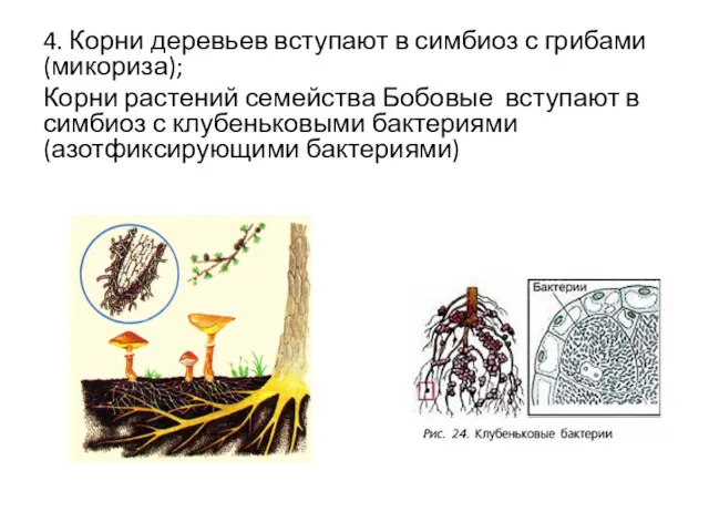 4. Корни деревьев вступают в симбиоз с грибами (микориза); Корни