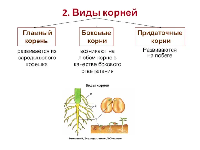 2. Виды корней развивается из зародышевого корешка возникают на любом