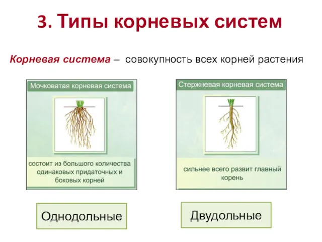 Корневая система – совокупность всех корней растения 3. Типы корневых систем Двудольные Однодольные