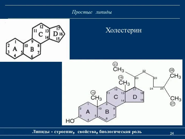 Простые липиды Липиды - строение, свойства, биологическая роль Холестерин