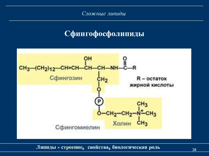 Сложные липиды Липиды - строение, свойства, биологическая роль Сфингофосфолипиды