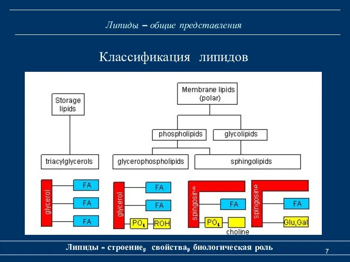 Липиды – общие представления Липиды - строение, свойства, биологическая роль Классификация липидов