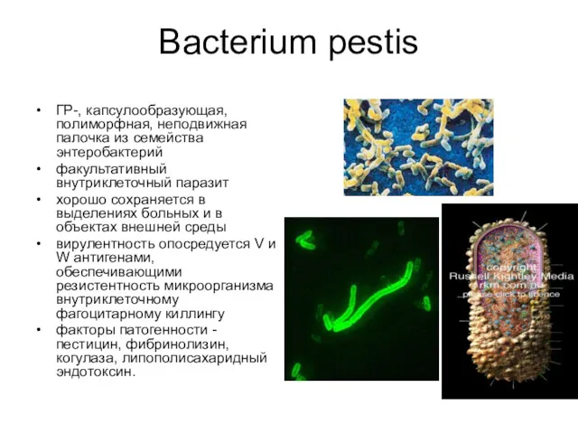 Bacterium pestis ГР-, капсулообразующая, полиморфная, неподвижная палочка из семейства энтеробактерий