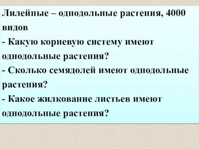 Лилейные – однодольные растения, 4000 видов - Какую корневую систему