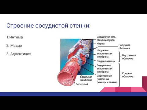 Строение сосудистой стенки: 1.Интима 2. Медиа 3. Адвентиция