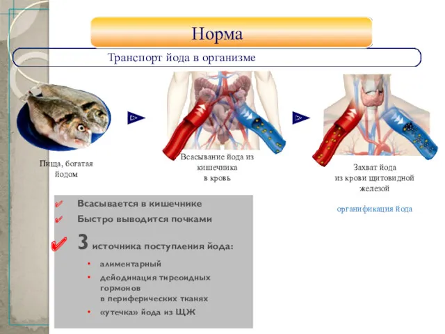 11 Пища, богатая йодом Всасывание йода из кишечника в кровь