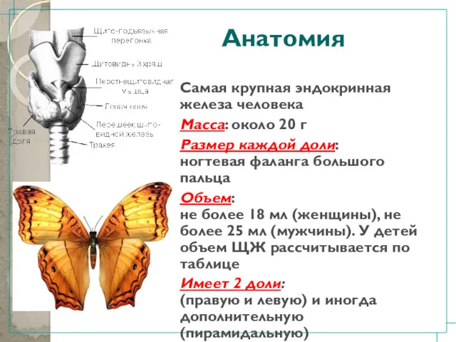 Анатомия Самая крупная эндокринная железа человека Масса: около 20 г Размер каждой доли: