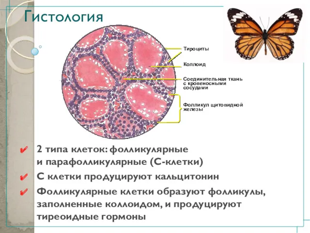 Гистология 2 типа клеток: фолликулярные и парафолликулярные (С-клетки) С клетки