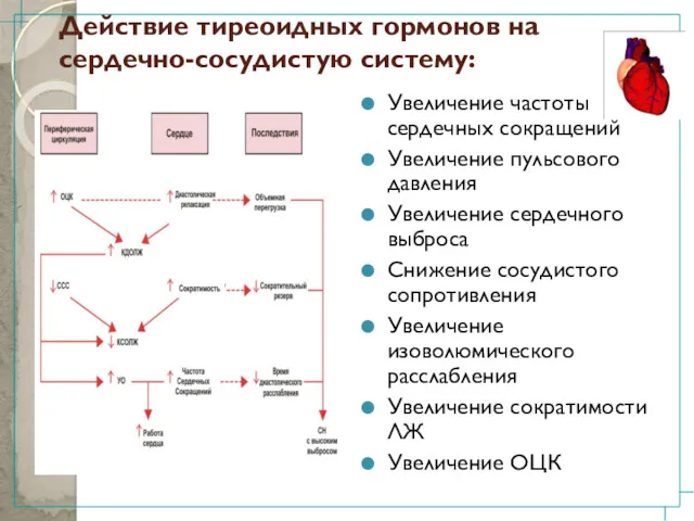 Действие тиреоидных гормонов на сердечно-сосудистую систему: Увеличение частоты сердечных сокращений