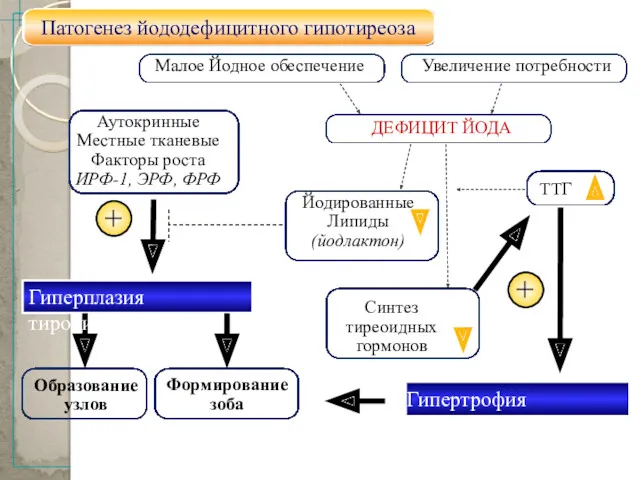 18 Патогенез йододефицитного гипотиреоза Аутокринные Местные тканевые Факторы роста ИРФ-1, ЭРФ, ФРФ ДЕФИЦИТ