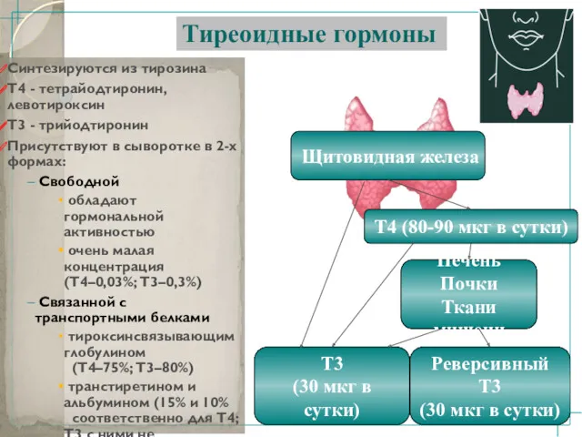 Щитовидная железа Т4 (80-90 мкг в сутки) Печень Почки Ткани мишени Т3 (30