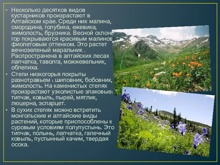 Несколько десятков видов кустарников произрастают в Алтайском крае. Среди них