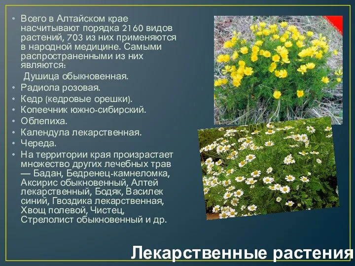 Лекарственные растения Всего в Алтайском крае насчитывают порядка 2160 видов