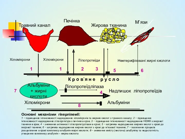 Травний канал Печінка Жирова тканина М`язи Альбуміни + жирні кислоти