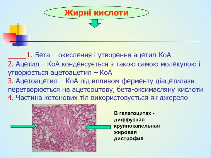 1. Бета – окислення і утворення ацетил-КоА 2. Ацетил –