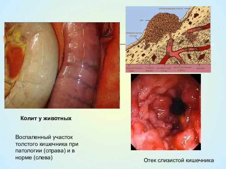 Колит у животных Воспаленный участок толстого кишечника при патологии (справа)