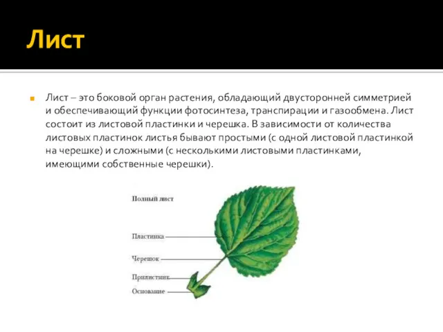 Лист Лист – это боковой орган растения, обладающий двусторонней симметрией и обеспечивающий функции