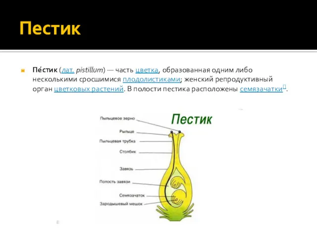 Пестик Пе́стик (лат. pistillum) — часть цветка, образованная одним либо