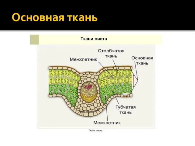 Основная ткань