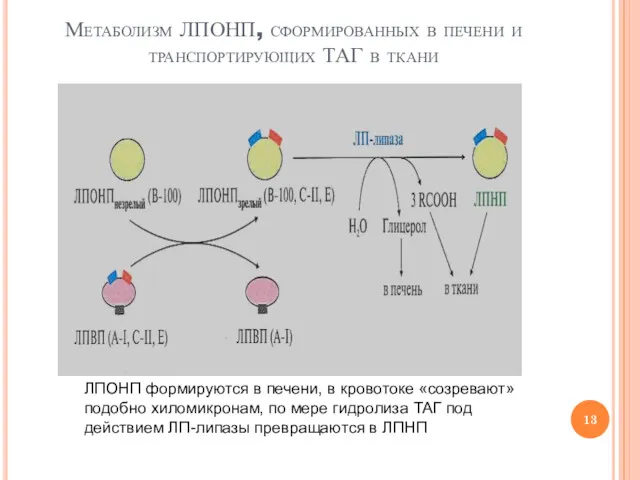 Метаболизм ЛПОНП, сформированных в печени и транспортирующих ТАГ в ткани