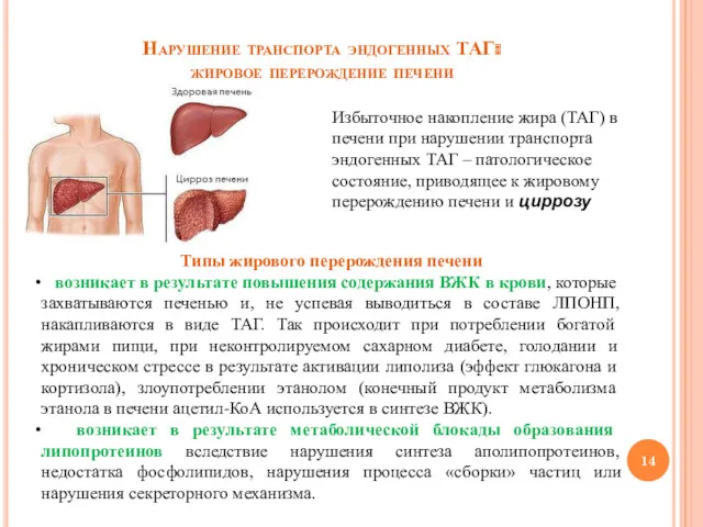 Нарушение транспорта эндогенных ТАГ: жировое перерождение печени Избыточное накопление жира