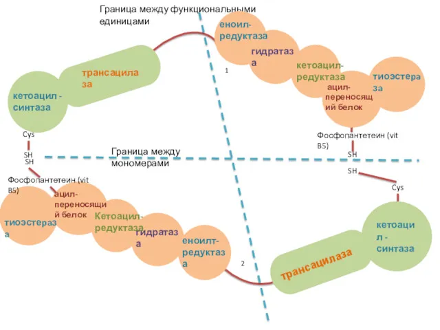 кетоацил - синтаза трансацилаза Граница между функциональными единицами Граница между
