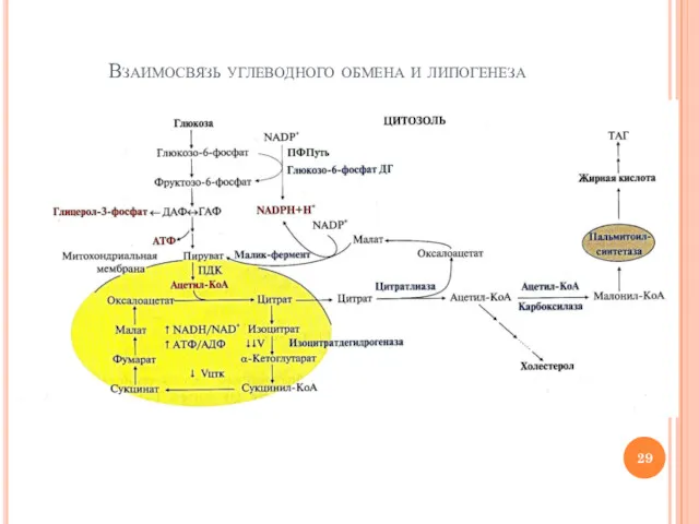 Взаимосвязь углеводного обмена и липогенеза