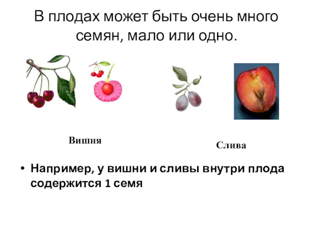 В плодах может быть очень много семян, мало или одно. Например, у вишни