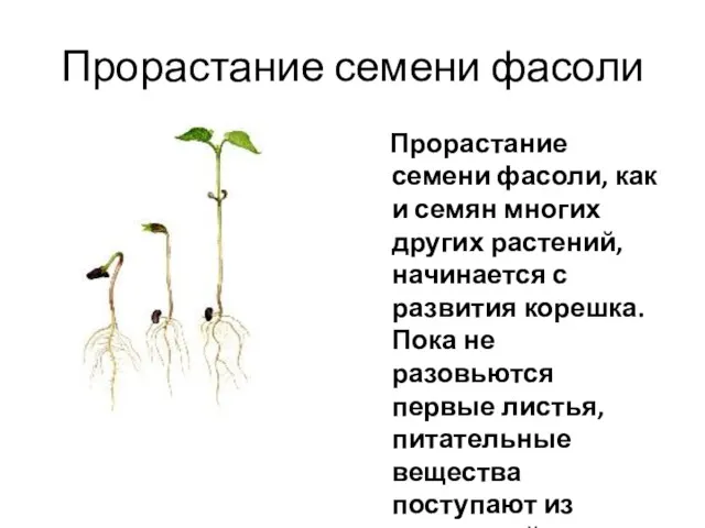 Прорастание семени фасоли Прорастание семени фасоли, как и семян многих других растений, начинается