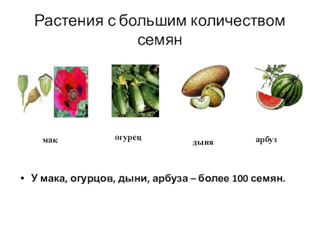 Растения с большим количеством семян У мака, огурцов, дыни, арбуза – более 100