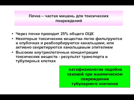 Почка – частая мишень для токсических повреждений Через почки проходит