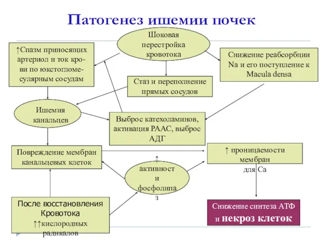 Патогенез ишемии почек Шоковая перестройка кровотока ↑Спазм приносящих артериол и