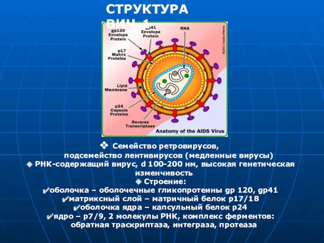 СТРУКТУРА ВИЧ-1 Семейство ретровирусов, подсемейство лентивирусов (медленные вирусы) РНК-содержащий вирус,