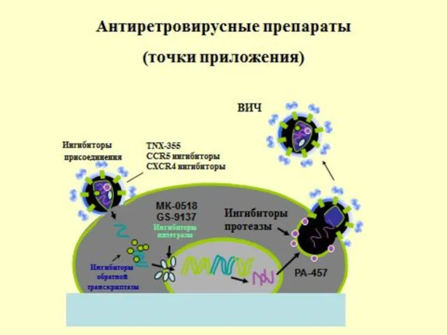 Антиретровирусные препараты (точки приложения) Ингибиторы протеазы