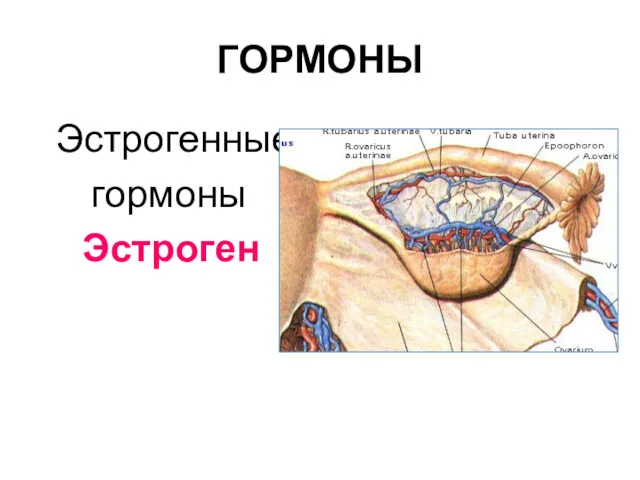 ГОРМОНЫ Эстрогенные гормоны Эстроген