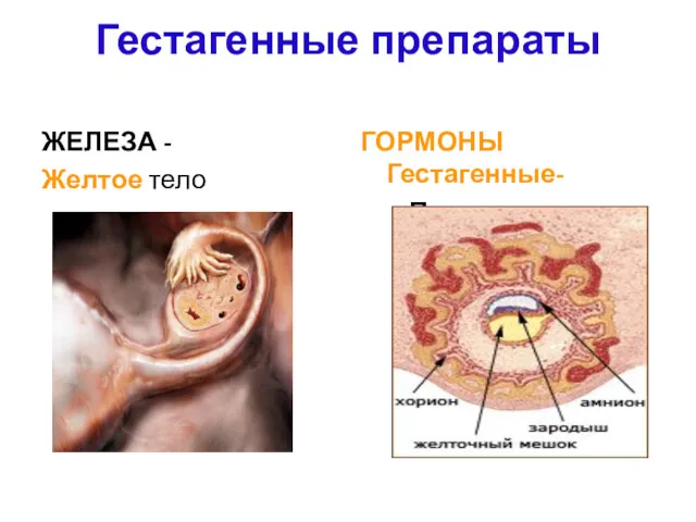 Гестагенные препараты ЖЕЛЕЗА - Желтое тело ГОРМОНЫ Гестагенные- Прогестерон