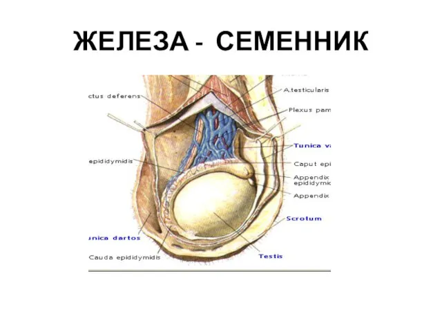 ЖЕЛЕЗА - СЕМЕННИК