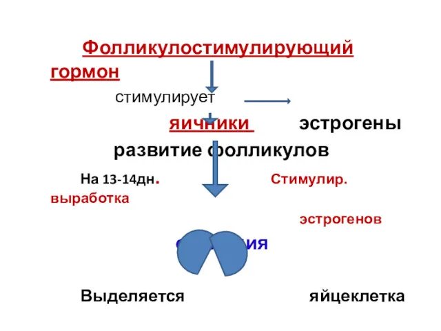 Фолликулостимулирующий гормон стимулирует яичники эстрогены развитие фолликулов На 13-14дн. Стимулир. выработка эстрогенов овуляция Выделяется яйцеклетка