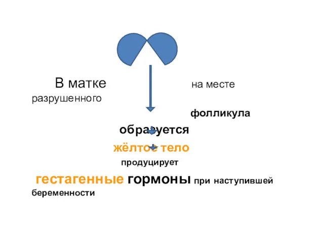 В матке на месте разрушенного фолликула образуется жёлтое тело продуцирует гестагенные гормоны при наступившей беременности